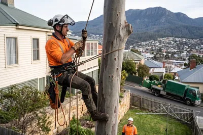 Qualified arborist working with a two rope climbing system in a backyard blue gum on a steep Mount Stuart block in Hobart