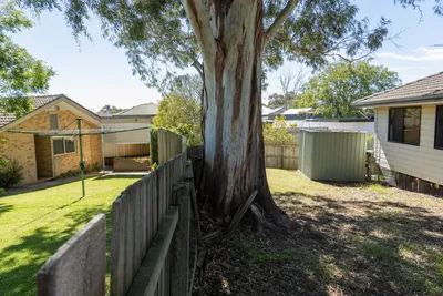 Boundary tree growing on a shared fence line in Hobart
