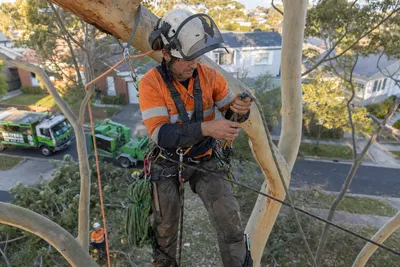 Qualified arborist working with a two rope climbing system in a backyard eucalyptus in Hobart