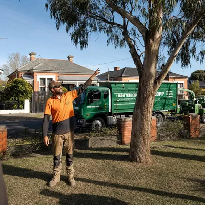 Tree Removal pricing in Hobart