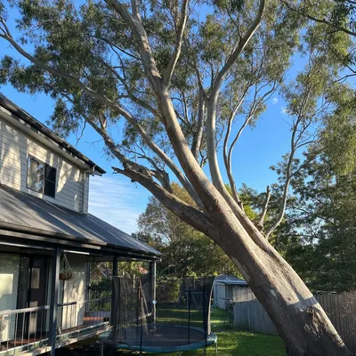 Before: Leaning blue gum dismantled off a roofline, Hobart