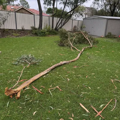 Before: Storm dropped limb cleared after a Derwent westerly, Hobart