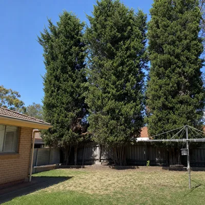 Before: Heritage elm crown work in North Hobart, Hobart
