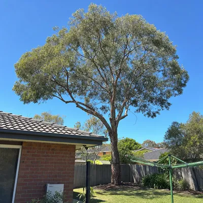 After: Crown reduction on a swamp gum near a house, Hobart