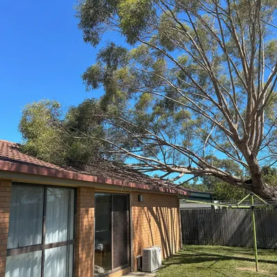 Before: Crown reduction on a swamp gum near a house, Hobart