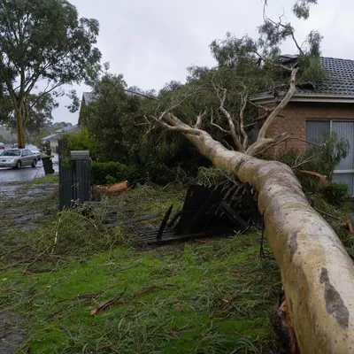 Emergency Tree Services services in Hobart by local qualified arborists