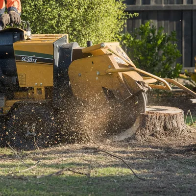 Stump Grinding services in Hobart by local qualified arborists